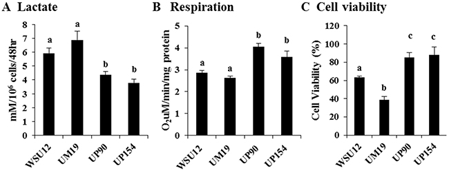 Increased glycolysis in HPV-negative cells and increased respiration in HPV-positive HNSCC.