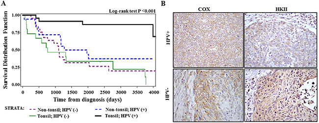 Analysis of tissue samples from patients with HNSCC.