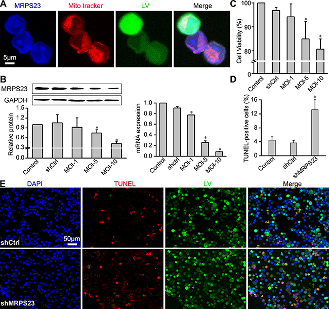 Downregulation of MRPS23 reduces Walker256 carcinoma cell viability and induces apoptosis.