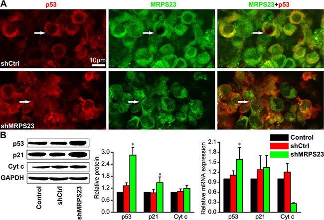 MRPS23 knockdown activates p53 and p21 WAF1/CIP1.