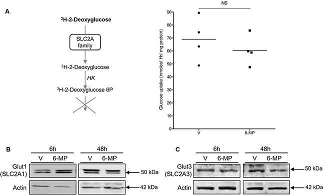6-mercaptopurine does not modify either glucose uptake or Glut1 and Glut3 expression.