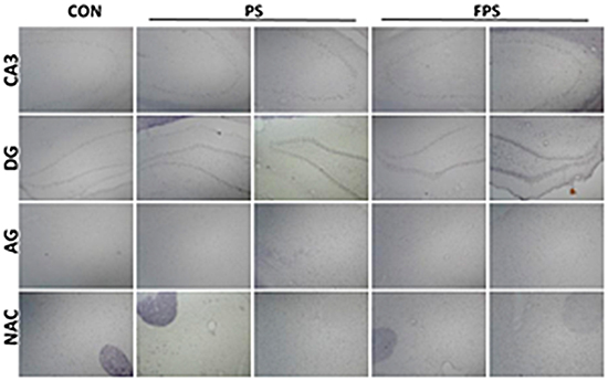 Representative images of ISH staining of BDNF in various brain regions at 0 or 24 hours after psychological stress exposure with or without fluoxetine treatment.