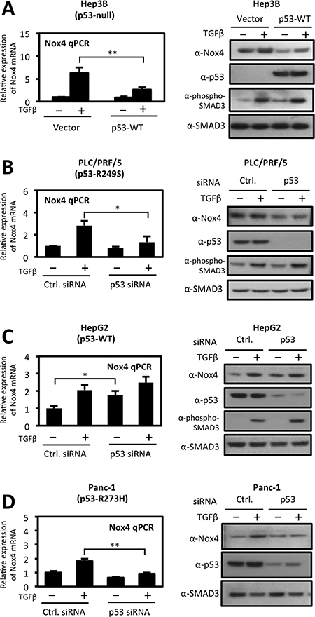 Differential regulation of TGF&#x03B2;-induced NOX4 by wild-type and mutant p53.