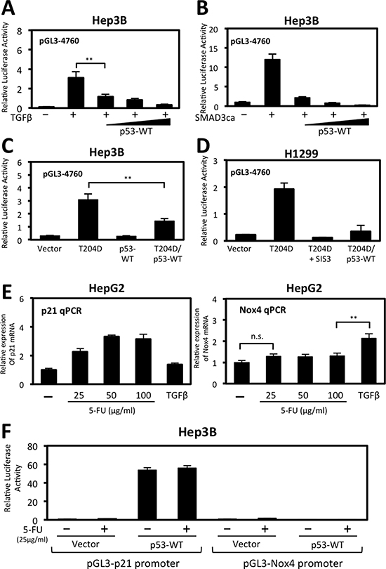 Wild-type p53 represses TGF&#x03B2;/SMAD3-induced NOX4 promoter activity.