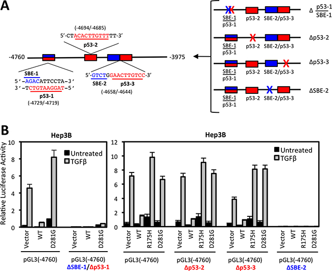 Deletion of conserved SMAD binding elements (SBE) or p53 response elements (p53-RE) reduce NOX4 induction by TGF&#x03B2;.