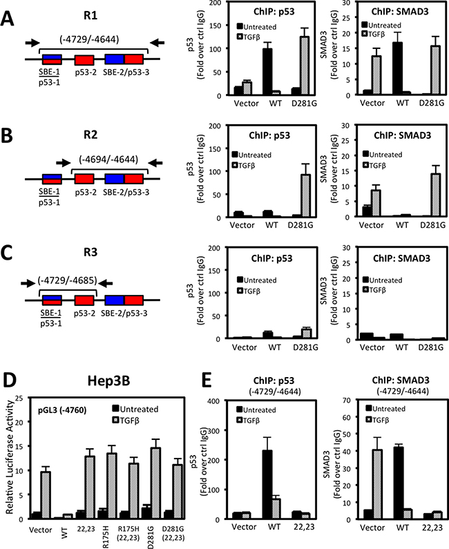 p53 and SMAD3 associate with NOX4 SBE and p53RE sequences in a TGF&#x03B2;-dependent manner.