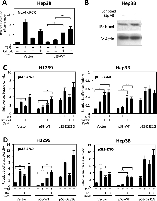 Histone deacetylase (HDAC) activity participates in wild-type p53-mediated repression of NOX4 mRNA and promoter activity.