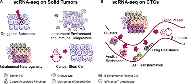 scRNA-seq technology facilitates cancer research when coping with solid tumor tissues and circulating tumor cells.