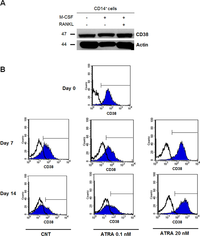 CD38 expression during in vitro osteoclastogenesis.