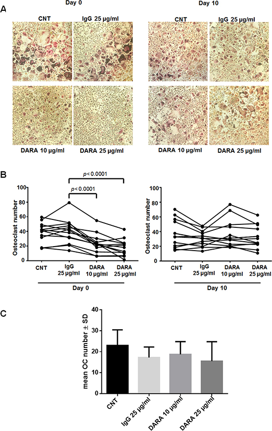 DARA inhibits in vitro osteoclastogenesis from MNCs but not from CD14+ cells affecting early OC progenitors.