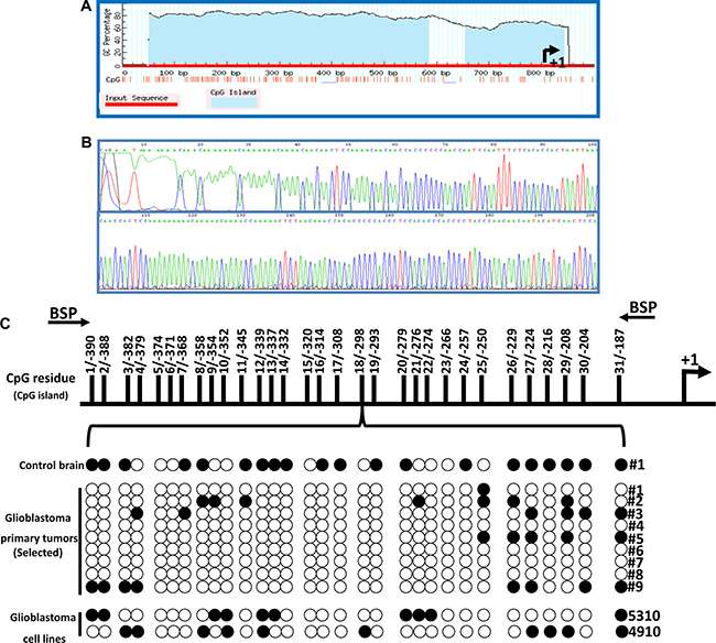 Cytosine-phosphate-Guanine (CpG) islands found on the promoter region of the HEY1 gene take on a demethylated status in GBM.