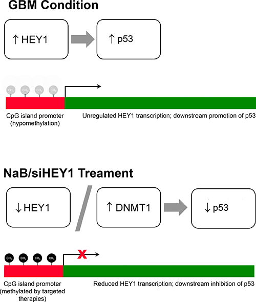 HEY1&#x2019;s methylation status determines the expression levels of p53 and DNMT1.