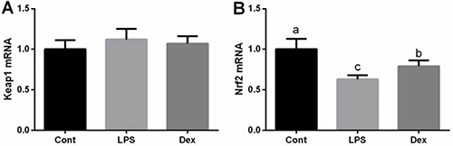 Dexmedetomidine alleviated LPS-induced inhibition of Nrf2 expression in the lung of rats via RT-PCR.