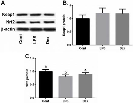Dexmedetomidine alleviated LPS-induced inhibition of Nrf2 expression in the lung of rats via western blot.