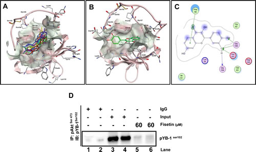 Fisetin binds to the CSD of YB-1 protein.