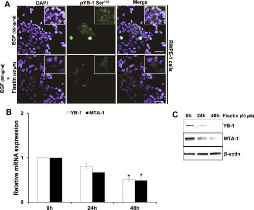 Fisetin inhibits EGF induced YB-1 phosphorylation and MTA-1 expression.