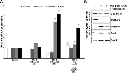 Fisetin inhibits TGF-&#x3b2; induced EMT in PCa cells.