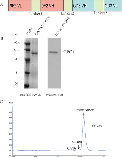 Expression and purification of the GPC3/CD3 BiTE.