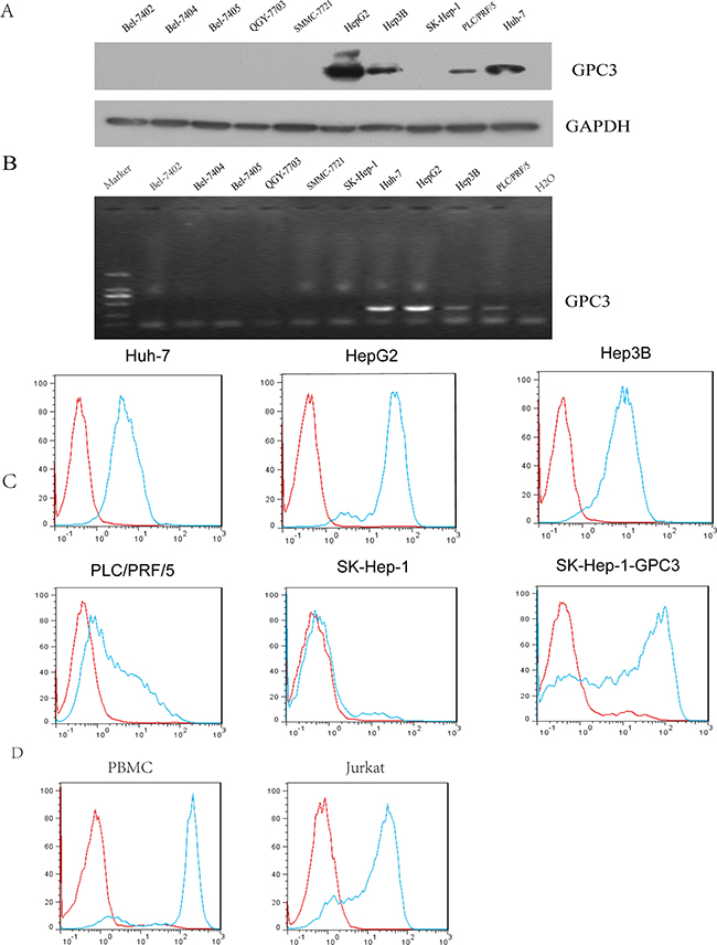 Detection of surface GPC3 expression.