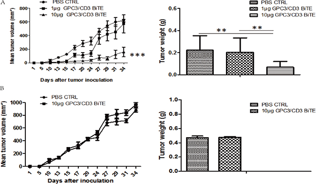 In vivo efficacy of GPC3/CD3 BiTE in SK-Hep-1 GPC3 and SK-Hep-1 xenograft models.