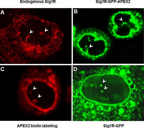 Different fluorescence microscopy methods identify Sig1R inside the nucleus.