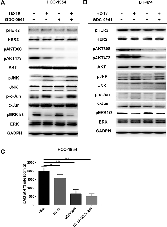 H2-18 plus GDC-0941 inhibits the ErbB2 signaling in breast cancer cell lines HCC-1954 and BT-474.