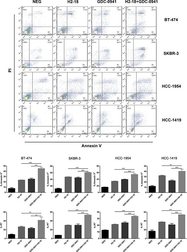 H2-18 and GDC-0941 in combination induced more cell death than agents alone.