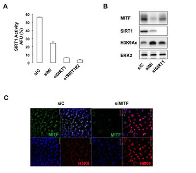 MITF regulates the activity of SIRT1.