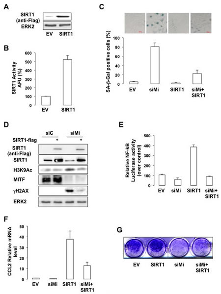 SIRT1 prevents the senescence phenotypes caused by MITF suppression.