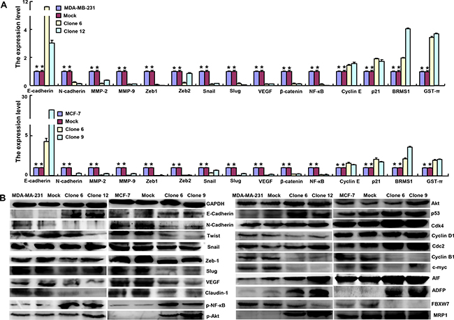 ING5 expression modulated the expression of phenotype-related molecules in breast cancer cells.