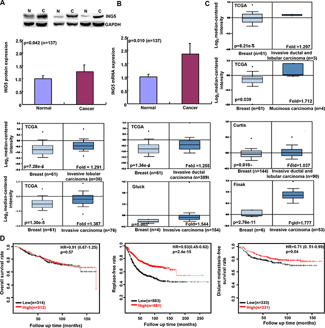 ING5 expression in breast cancer and its prognostic significance.