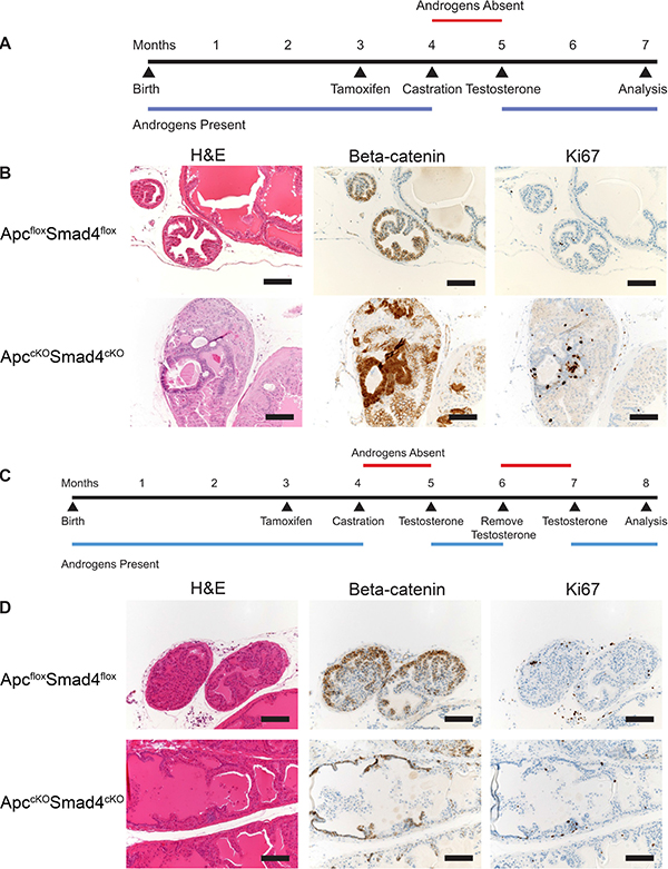 Loss of cancer phenotype after one or more rounds of androgen cycling.