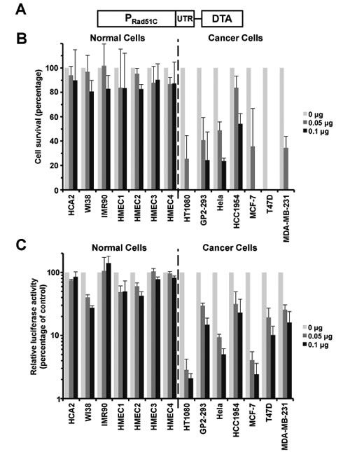 pRad51C-DTA selectively targets cancer cells with minimal toxicity to normal cells.