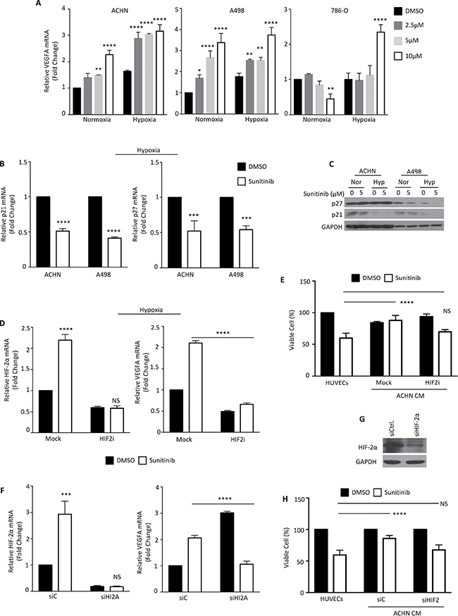 Sunitinib activation modulates HIF-2&#x03B1; levels.