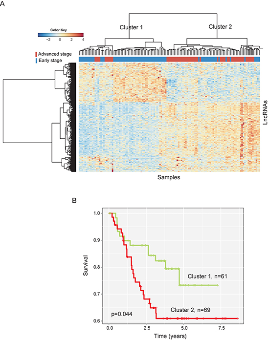 The heatmap and survival analysis of hierarchical clustering of 130 CC patients of the training dataset based on differentially expressed lncRNAs.