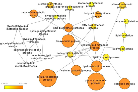 Integrative analysis of RNAseq expression and metabolomics data from the peripheral and transitional zones.