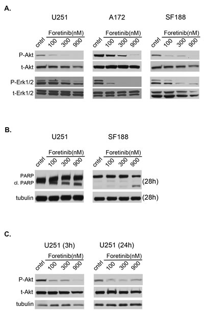 Foretinib inhibits activation of pertinent oncogenic signaling pathways.