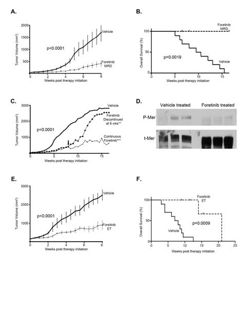 TAM RTK inhibition with Foretinib is an effective treatment for established subcutaneous human glioma tumors and increases overall survival.