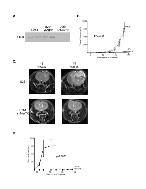 Specific MerTK inhibition with shRNA profoundly limits subcutaneous and intracranial human glioma growth.