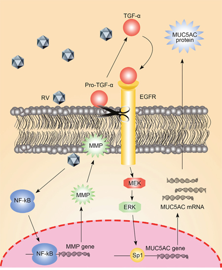 The molecular mechanism of EGFR in the regulation of MUC5AC.