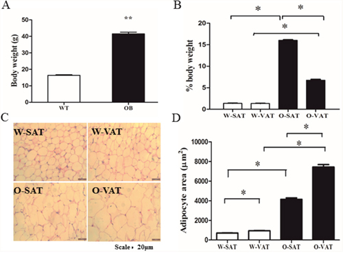 Differences in SAT and VAT expansion in obese and lean mice.