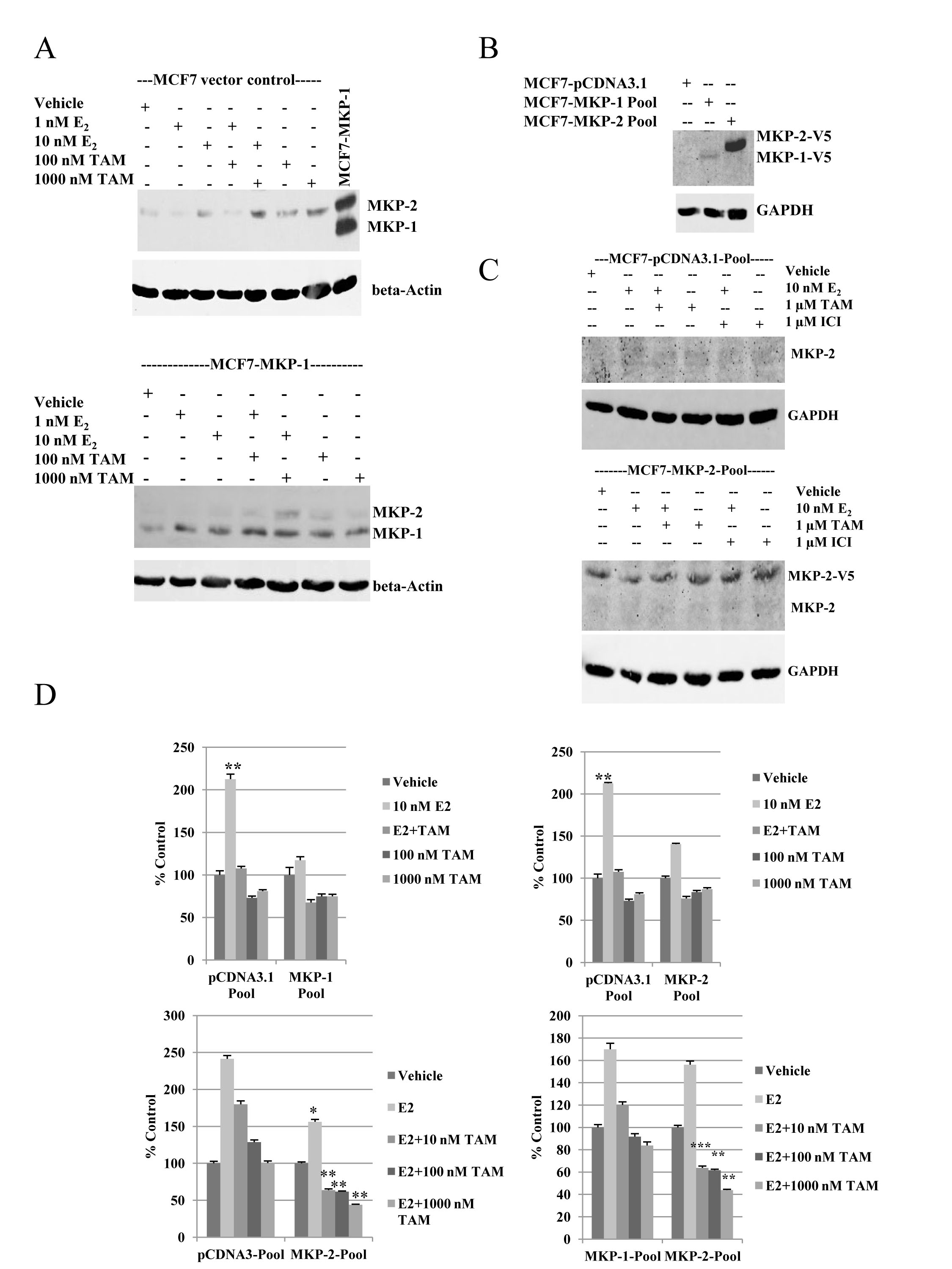 Overexpression of MKP-1 or MKP-2 inhibits estrogen-induced cell proliferation, but retains tamoxifen sensitivity.