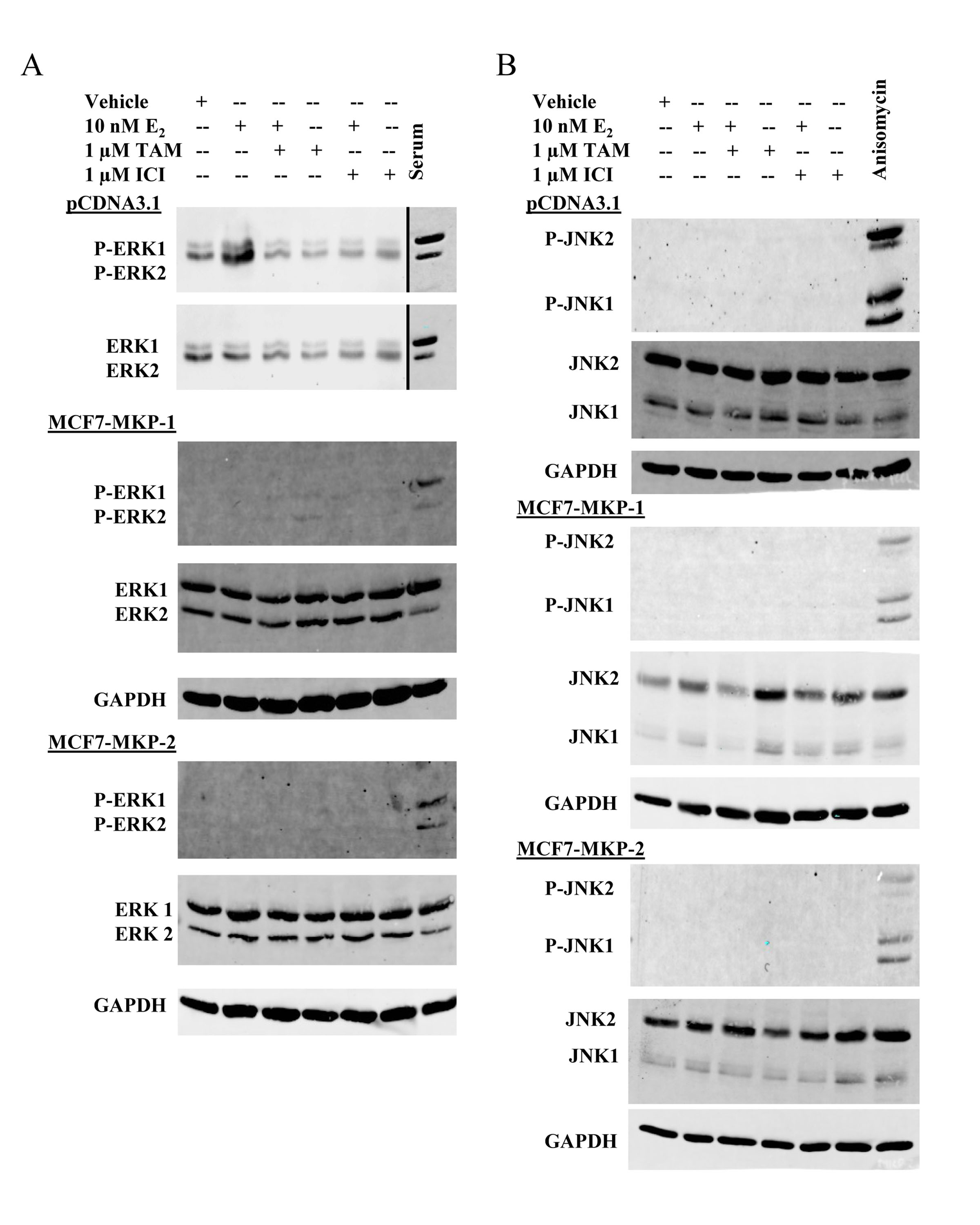 Overexpression of MKP-1 or MKP-2 abrogates ERK activity in MCF7 cells.