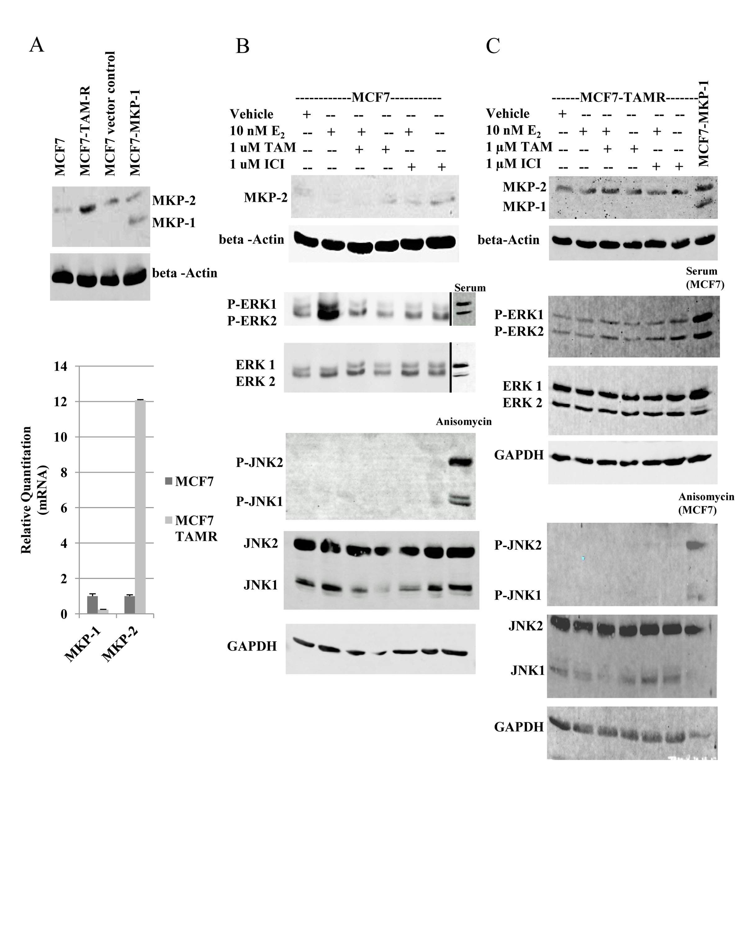 MKP-2 expression and activity analysis in MCF7 and MCF7-TAMR cells.