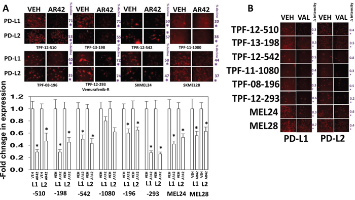 HDAC inhibitors regulate the expression of PD-L1, PD-L2 in melanoma cells.