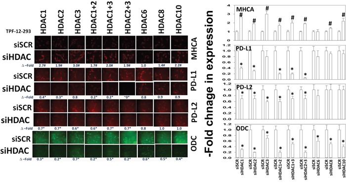 Molecular knock down of HDAC expression alters the expression of immune-modulatory markers.