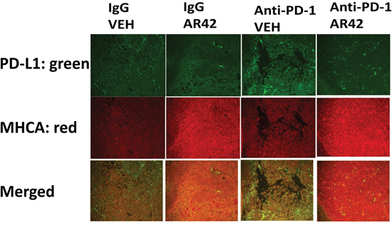 To detect MHCA and PD-L1 levels in drug treated tumors.