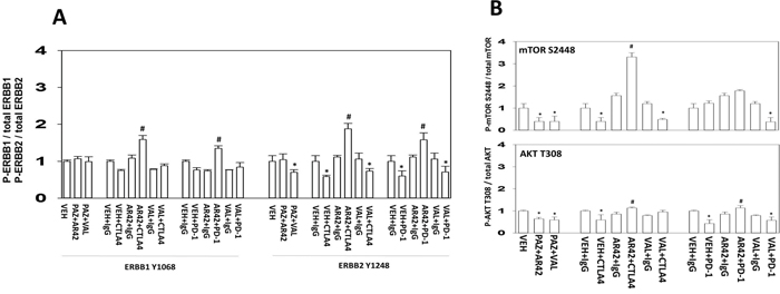 AR42 plus immunotherapy enhances the phosphorylation of ERBB1 and ERBB2 in surviving tumor cells.