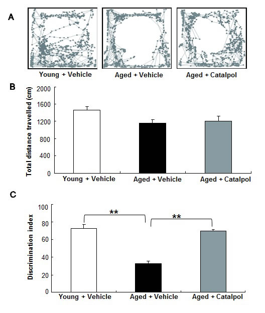 Effects of catalpol (10 &micro;M) on the locomotor activity and cognitive function of aged SD rats.