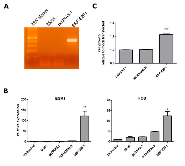 SRF-E2F1 expression in HEK293 cell line.